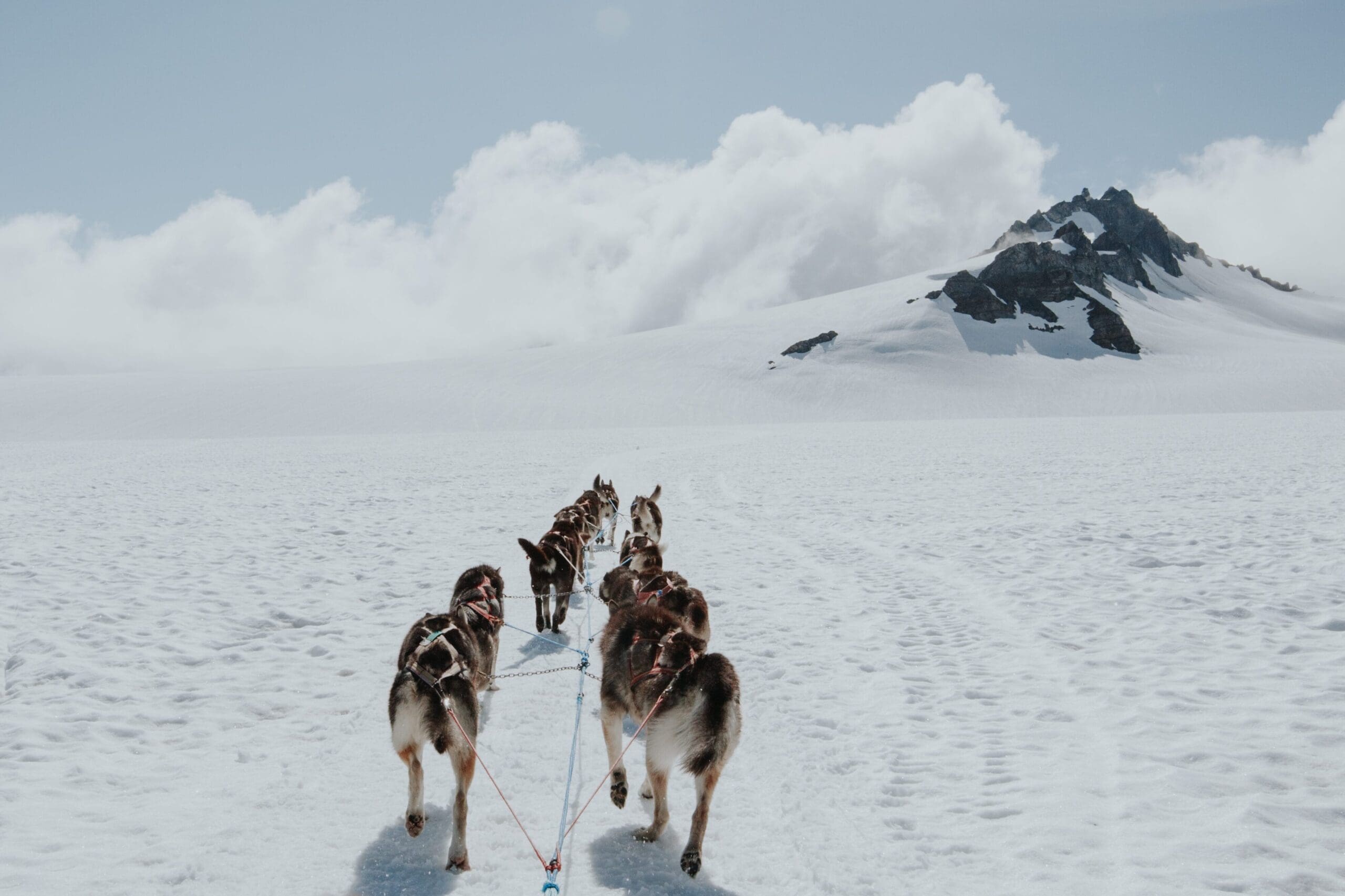 Glacier dog sledding in Seward, Alaska on Godwin Glacier with Seward Helicopters